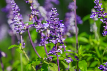 Salvia farinacea, the mealycup sage, or mealy sage, is a herbaceous perennial, Violet-blue spikes rest on a compact plant of typically narrow salvia-like leaves.