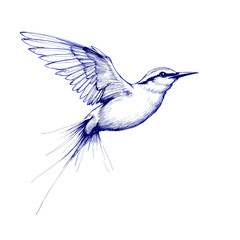 Obraz premium Bird flying in blue ink with vintage sketch style on white background 