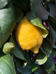lemon on tree