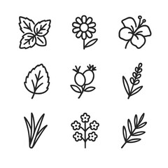Herbal Tea Icons. Outline icon set of herbal tea blends: mint sprig, chamomile blossom, hibiscus petal, rooibos branch, lemon balm