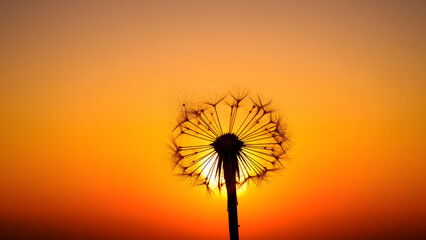 Dandelion seeds floating on gradient sunset background, whimsical texture for inspirational quotes or mindfulness app wallpapers
