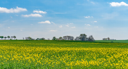 Obraz premium Flowering rapeseed field