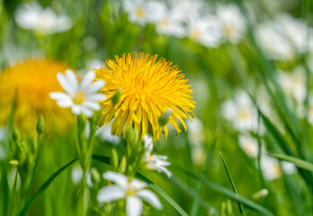 Flowering spring time flowers