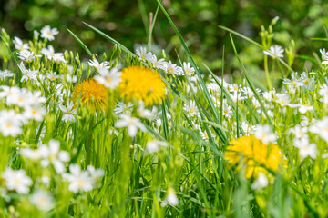 Flowering spring time flowers