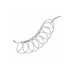vector illustration of a tamarind