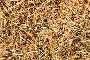 straw, dry straw, hay straw yellow texture