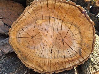 Fototapeta premium Freshly Sawn Wood Ready for Use