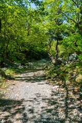 Agali Gorge shady gravel forest hiking path
