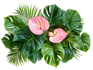 Pink anthurium flowers with tropical leaves isolated on transparent background