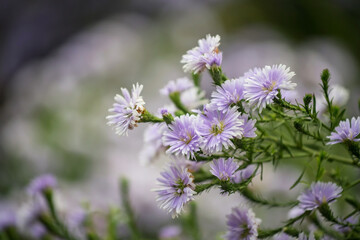 purple margaret flowers in spring flower garden with foliage bokeh