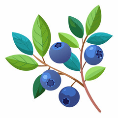 blueberries isolated on white background