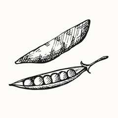 Green Pea hand drawn pea plant vector illustration isolated background. Engraving doodle with whole beans, grains. Healthy food, harvest, agriculture. Design element for label, print, template, card