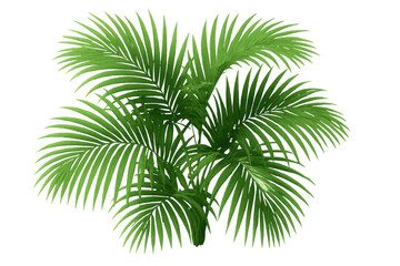 Obraz premium Verdant parlor palm fronds spreading lush green foliage, highlighting botanical elegance against transparent backdrop