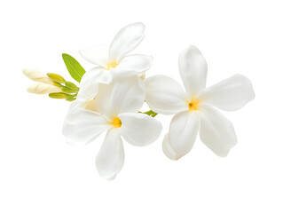 White plumeria flowers cluster isolated on transparent background
