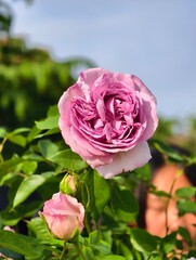 pink rose in garden
