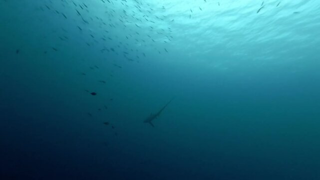Thresher shark move in the Hawaiian water