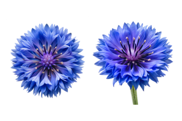 Bachelors Button Flower Bundle