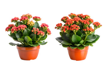 Kalanchoe Blossfeldiana Flower Bundle