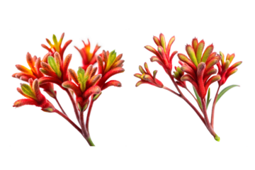 Kangaroo Paw Flower Bundle