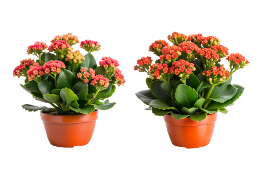 Kalanchoe Blossfeldiana Flower Bundle