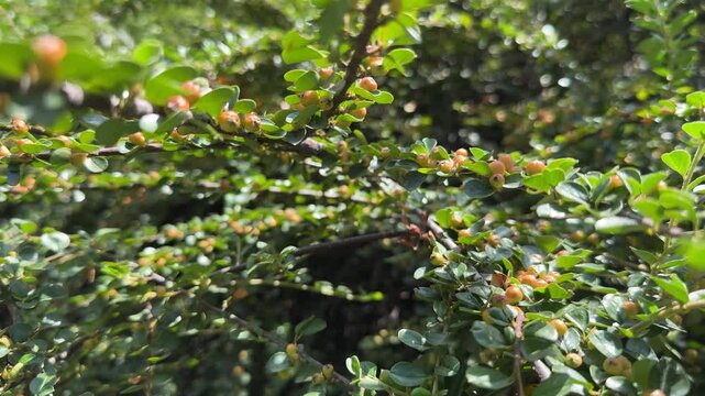 Cornus fruit .Dogwood berries are hanging on a branch of dogwood tree. Cornel, Cornelian Cherry Dogwood. Horizontal