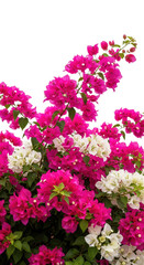 Bougainvillea flowers pink and white isolated PNG with Transparent Background