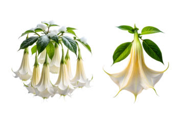 Snowy Angels Trumpet Flower Bundle