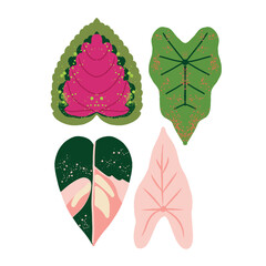 set of four leaves angloanema 