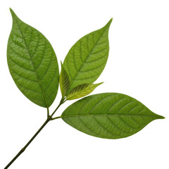 Fototapeta premium Fresh green leaves on a small branch, vibrant tropical foliage with detailed veins, organic plant element isolated on white background