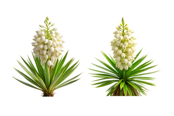 Yucca Flower Bundle
