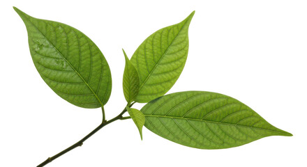 Green leaves on a tree branch isolated PNG with Transparent Background