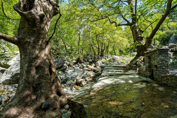 Ancient plane trees shade stone creek path