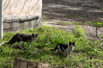 Two stray cats standing on green grass near an old building on a sunny day