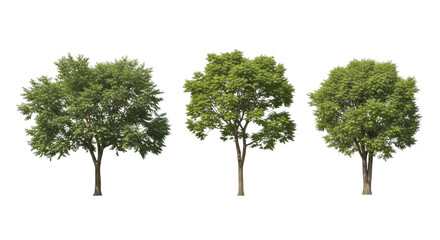 Fototapeta premium Green deciduous trees isolated on white background, set of 3 realistic tree cutouts, lush summer foliage for architectural visualization and landscape design
