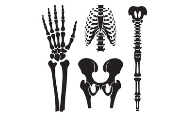 Anatomical human skeleton, in three positions
