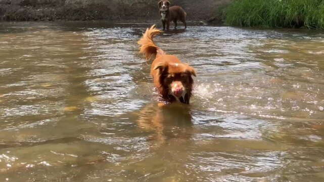 Dog is playing in a river with another dog