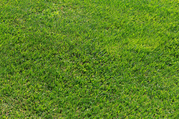 Lush green grass fills the space in a well-maintained backyard, basking under the warm sunlight...