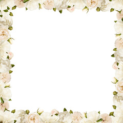 Beautiful white rose flowers in a floral frame isolated on white or transparent background