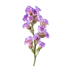 Purple Snapdragon Flower CloseUp Botanical Photography