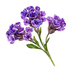 Naklejka premium Purple Flowers Closeup Botanical Illustration of Elegant Blooms