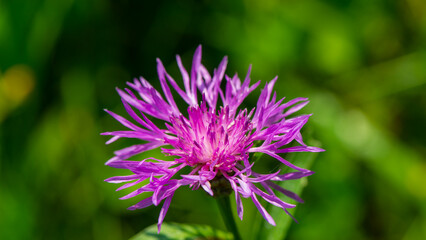 Fototapeta premium Cornflower flower on a blurred green meadow background.