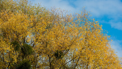 Willow trees with yellow autumn foliage against the sky.