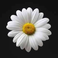 Elegant White Daisy Flower Isolated on Black Background
