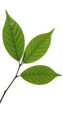 Close up of a branch with green leaves isolated PNG with Transparent Background