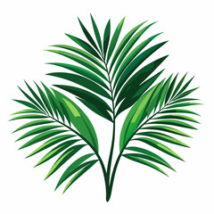 palm tree isolated on white