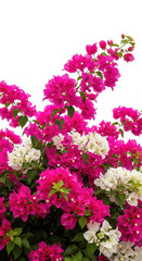 Fototapeta premium Vibrant pink and white bougainvillea flowers, blooming tropical paperflower bush, lush floral background isolated on white for summer design