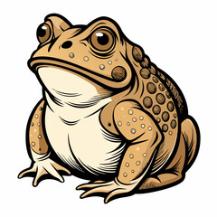 frog on a white background