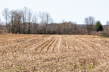 A cut corn field in Columbus, Pennsylvania, USA on a sunny spring day