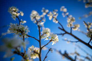 Schöne weiße Blüten eines Apfelbaums vor blauem Himmel