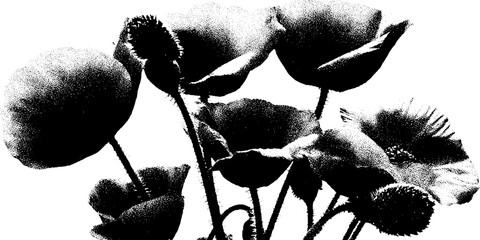 High contrast black and white poppy cluster - abstract botanical art